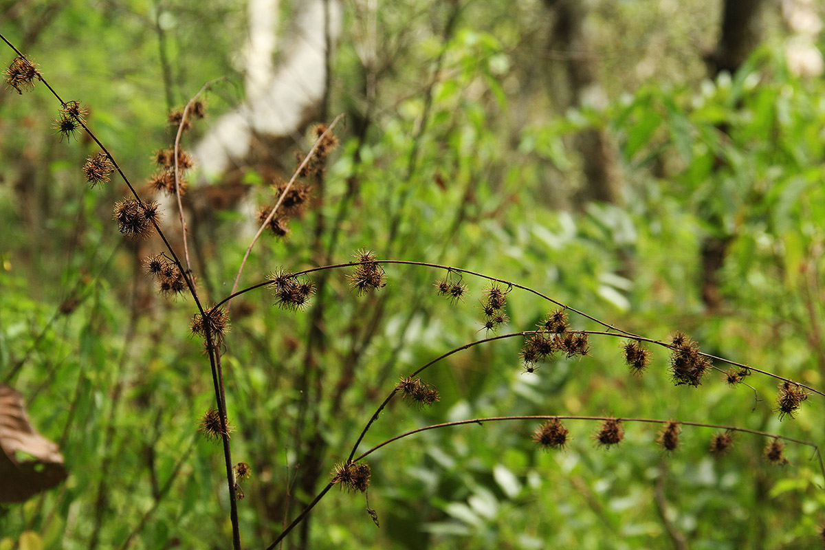 Triumfetta pilosa var. glabrescens