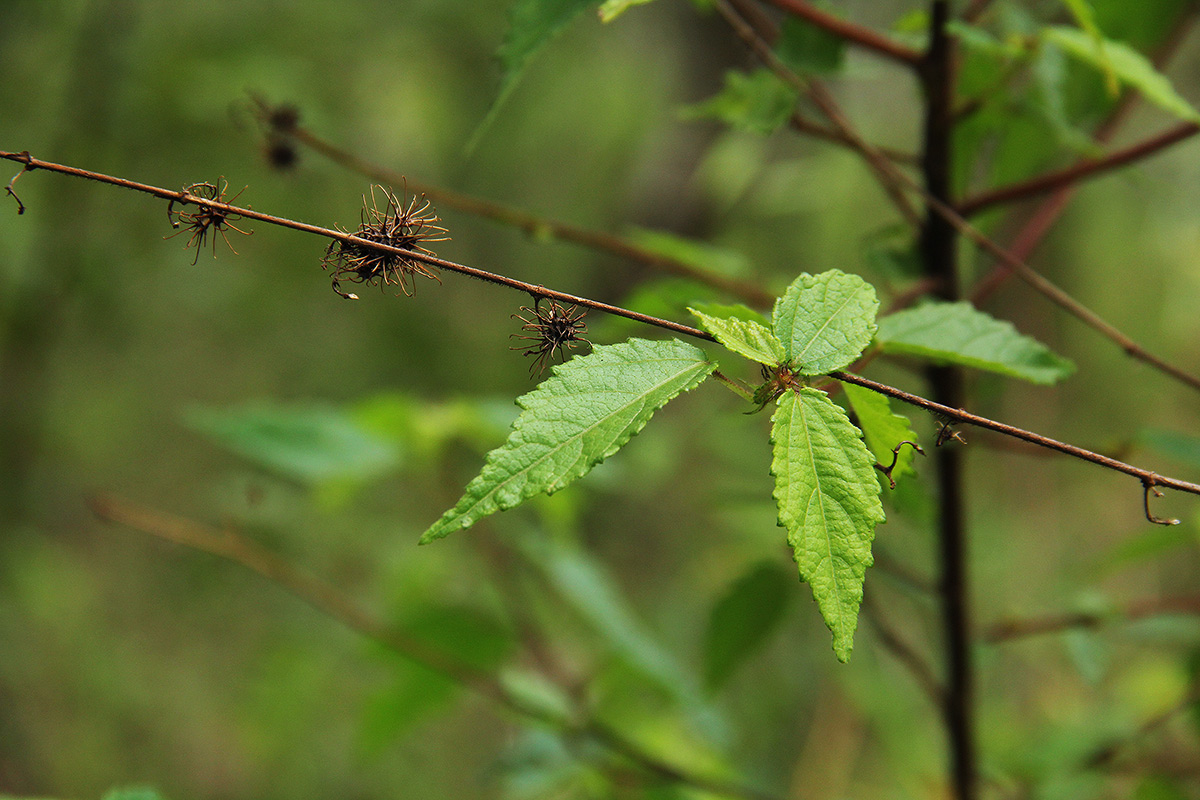 Triumfetta pilosa var. glabrescens