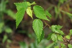 Triumfetta pilosa var. glabrescens