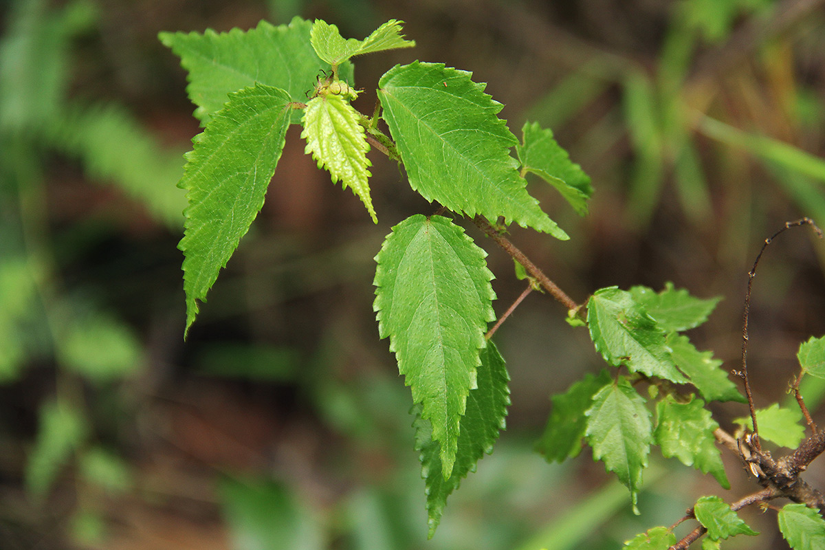 Triumfetta pilosa var. glabrescens