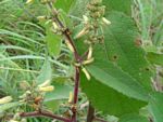 Triumfetta pilosa var. pilosa