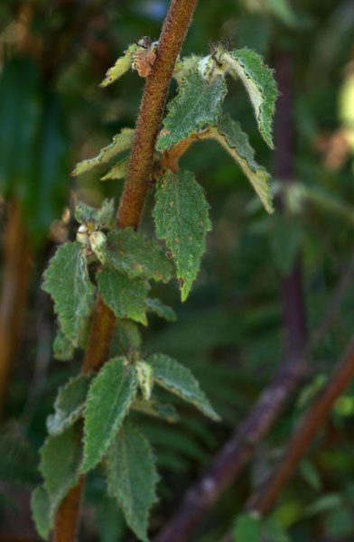 Triumfetta pilosa var. pilosa