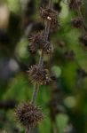 Triumfetta pilosa var. pilosa