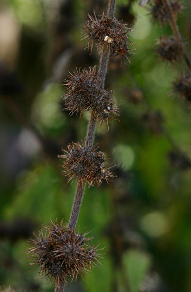 Triumfetta pilosa var. pilosa