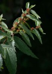 Triumfetta pilosa var. pilosa