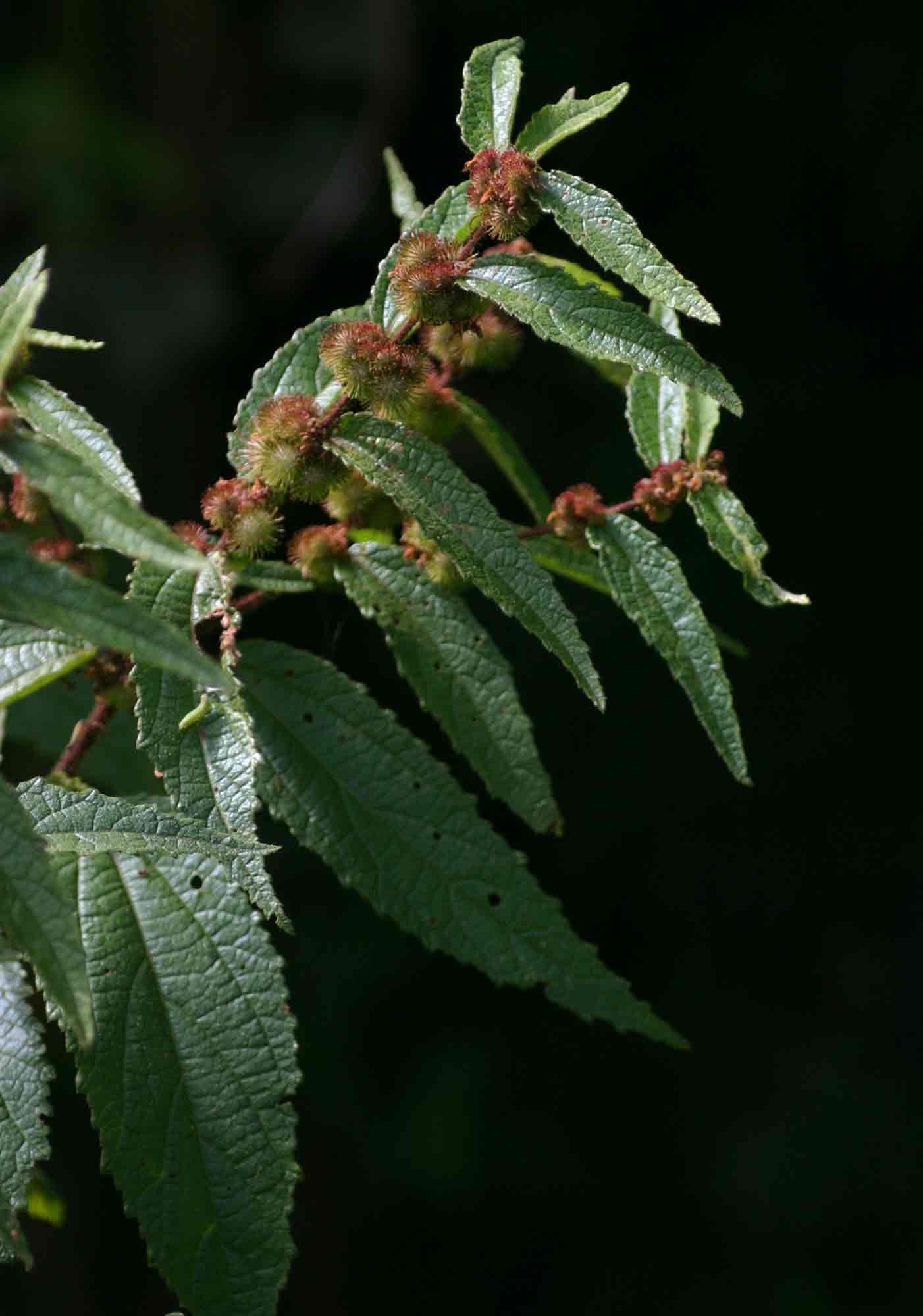 Triumfetta pilosa var. pilosa