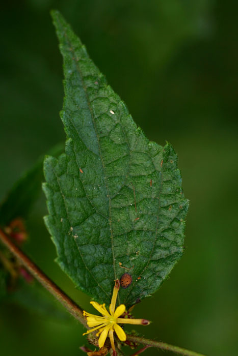Triumfetta rhomboidea