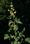 Abutilon angulatum var. angulatum