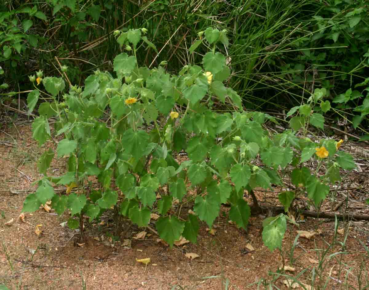 Abutilon grandiflorum