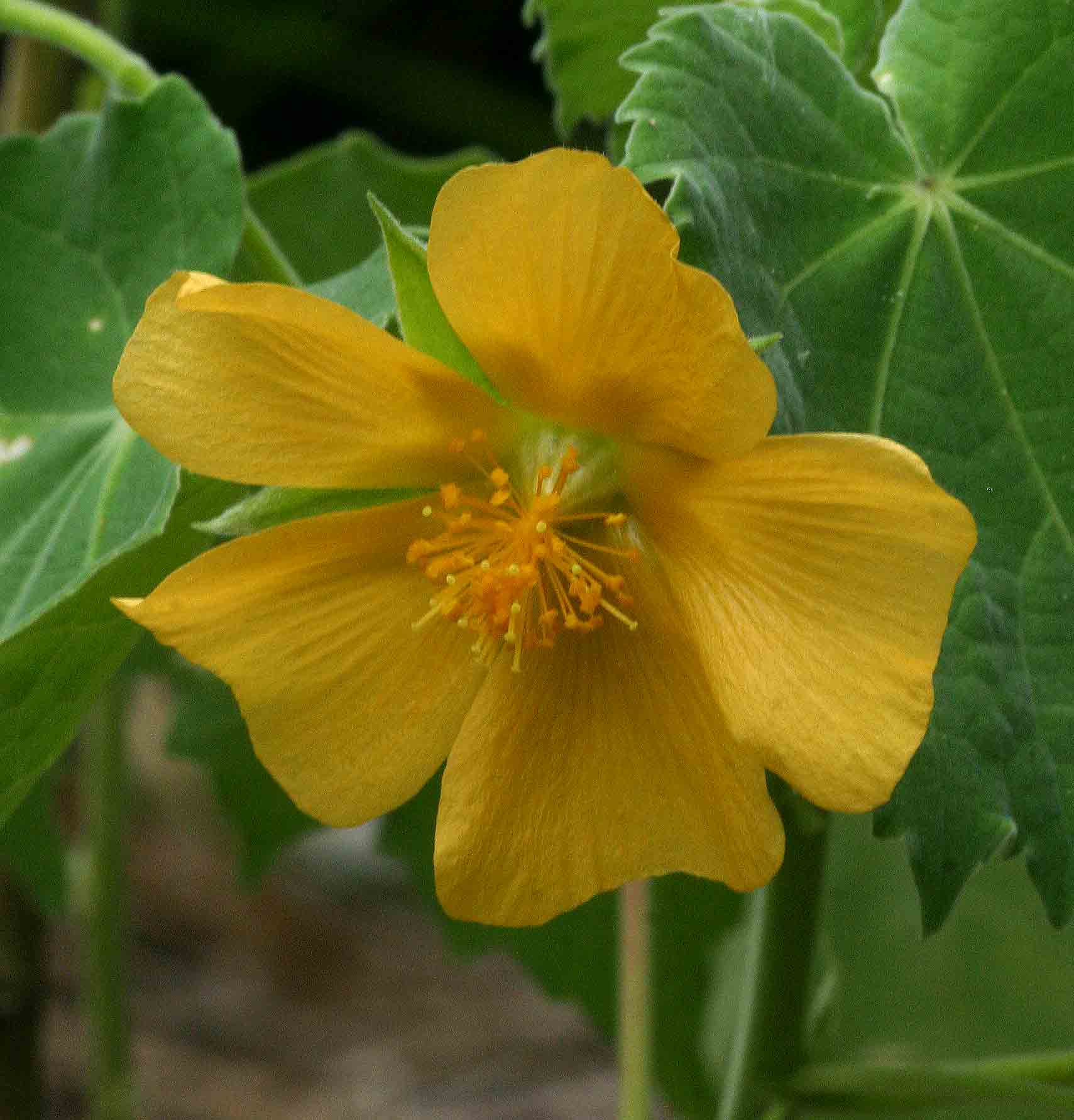 Abutilon grandiflorum