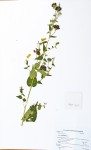 Abutilon lauraster
