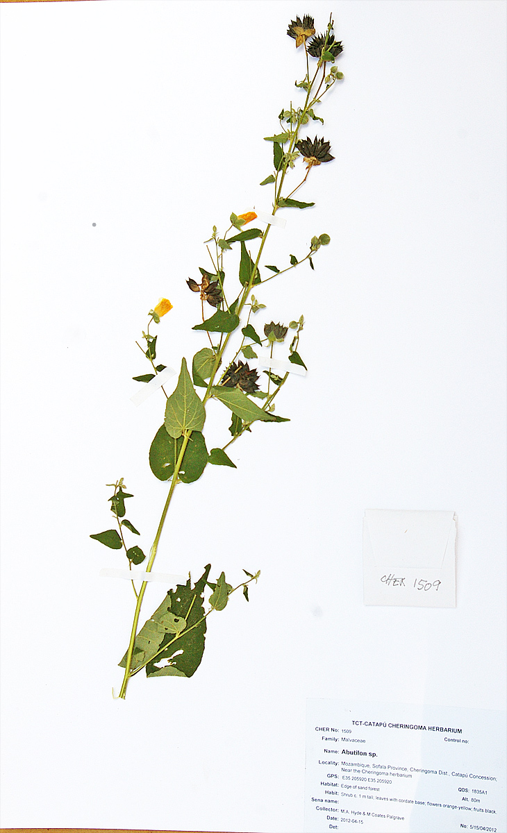 Abutilon lauraster