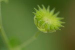 Abutilon lauraster