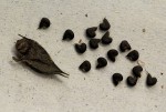 Abutilon lauraster