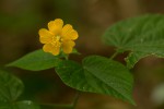 Abutilon lauraster