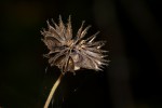 Abutilon lauraster