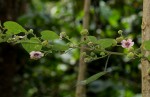 Abutilon longicuspe
