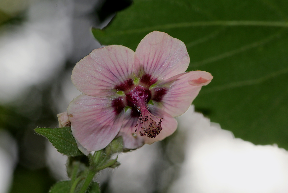 Abutilon longicuspe