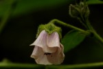 Abutilon longicuspe