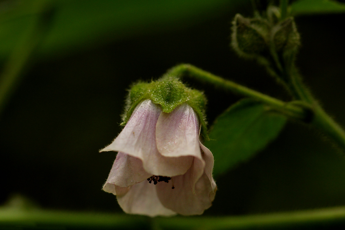 Abutilon longicuspe