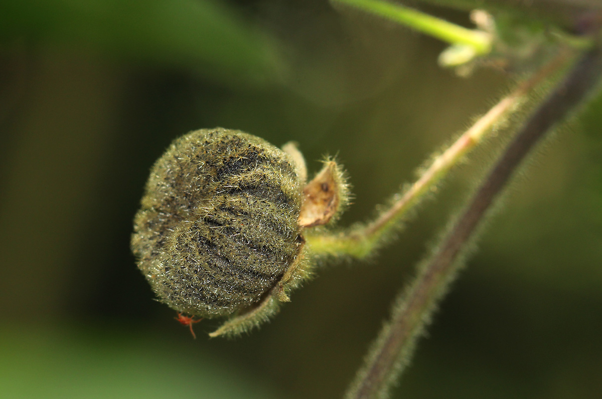 Abutilon longicuspe