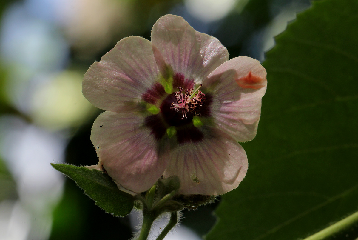 Abutilon longicuspe
