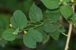 Abutilon ramosum
