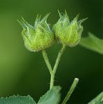 Abutilon ramosum
