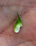 Abutilon ramosum