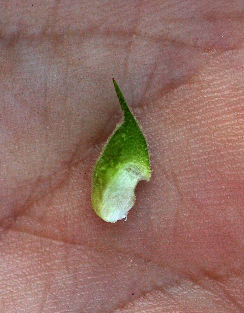 Abutilon ramosum