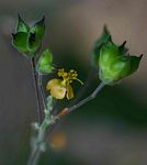Wissadula rostrata