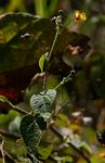 Wissadula rostrata
