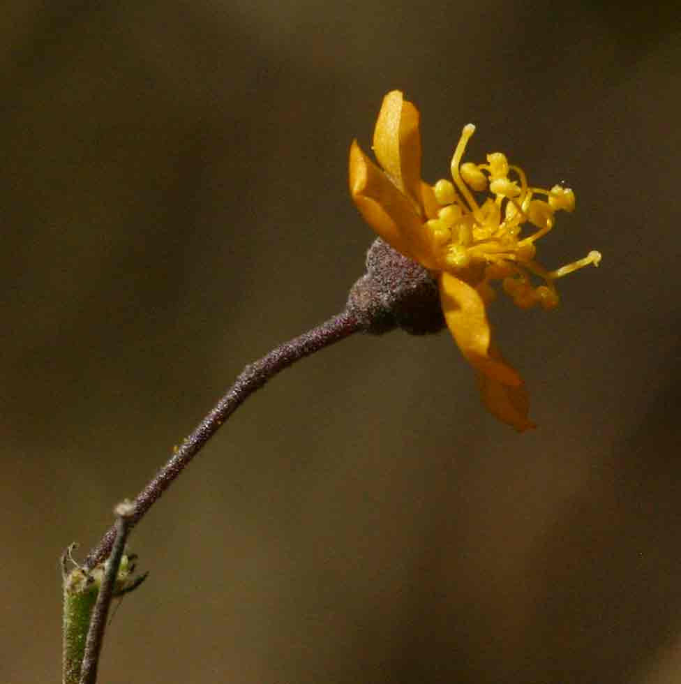 Wissadula rostrata