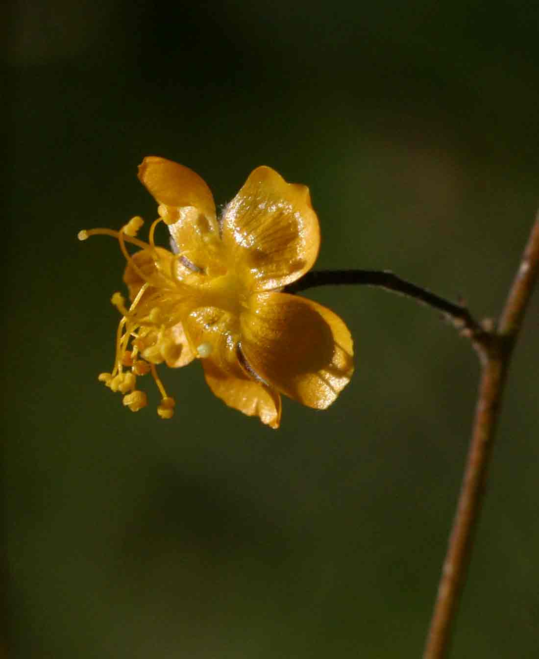 Wissadula rostrata