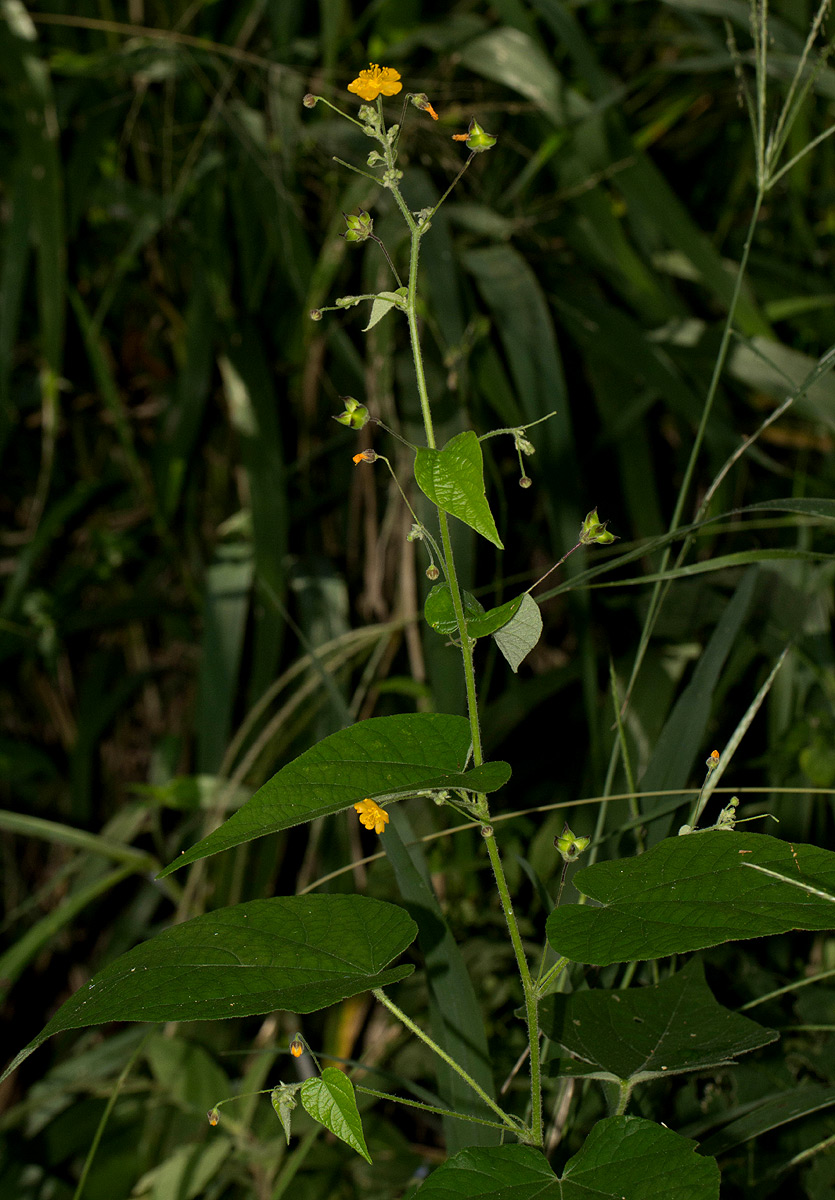 Wissadula rostrata