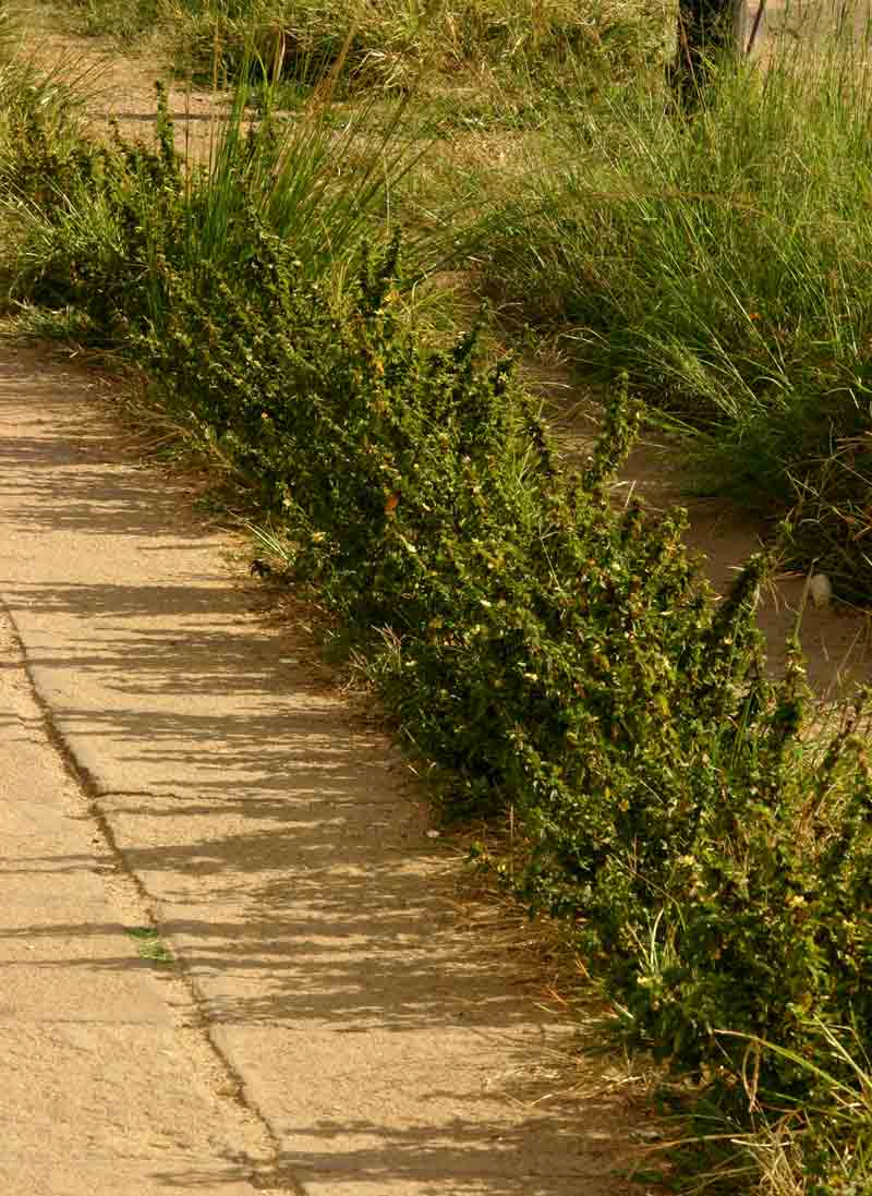 Malvastrum coromandelianum