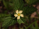 Malvastrum coromandelianum