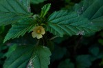 Malvastrum coromandelianum