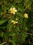 Malvastrum coromandelianum
