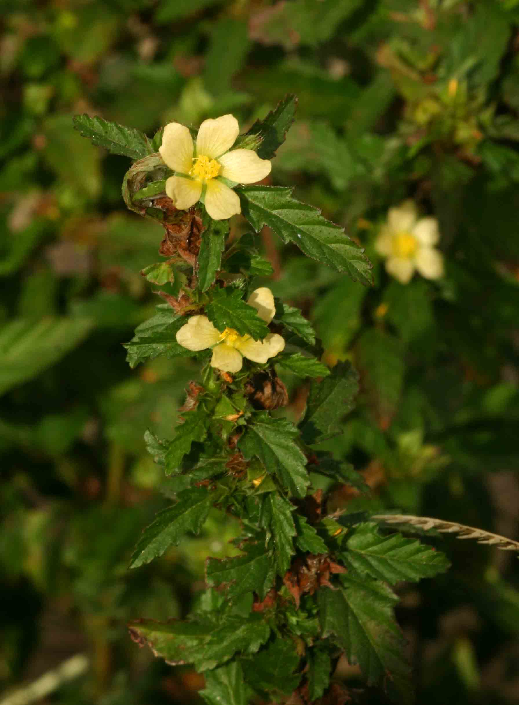 Malvastrum coromandelianum