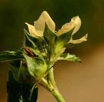 Malvastrum coromandelianum