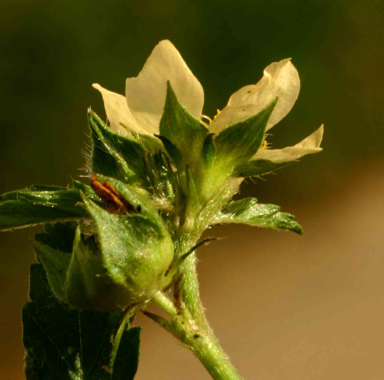 Malvastrum coromandelianum
