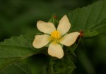 Malvastrum coromandelianum