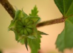 Malvastrum coromandelianum