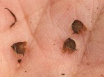 Malvastrum coromandelianum