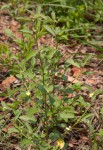 Sida alba