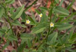 Sida alba
