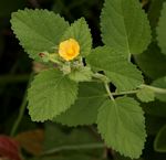 Sida cordifolia subsp. maculata