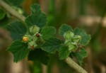 Sida cordifolia subsp. maculata