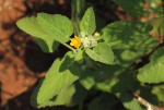 Sida cordifolia subsp. maculata